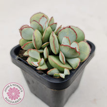 Load image into Gallery viewer, Cotyledon Choco Line - John &amp; Norma&#39;s Succulents
