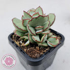 Cotyledon 'Choco Line'