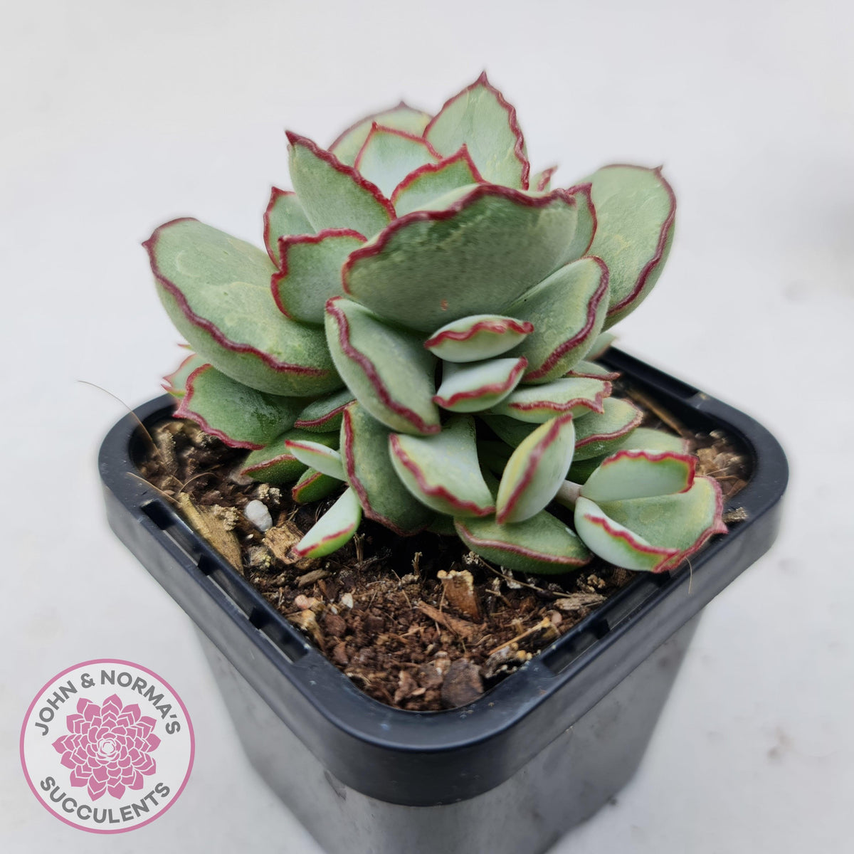 Cotyledon 'Choco Line'