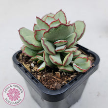 Load image into Gallery viewer, Cotyledon Choco Line - John &amp; Norma&#39;s Succulents
