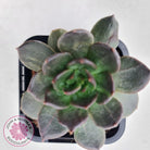 Echeveria 'Red Prince'