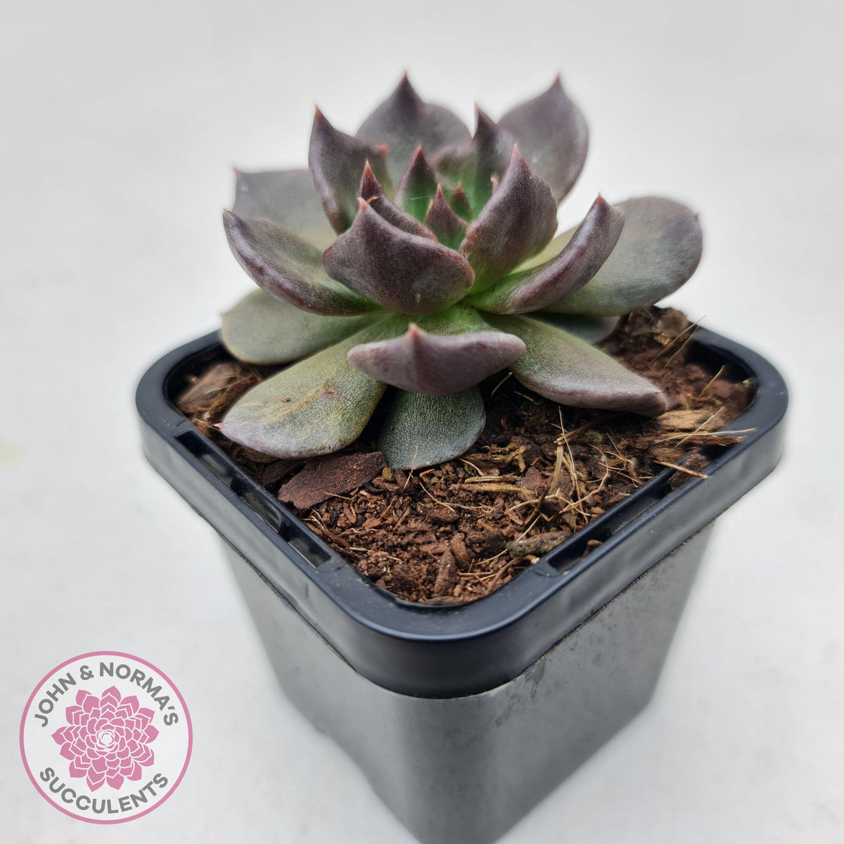 Echeveria 'Red Prince'