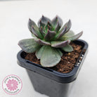 Echeveria 'Red Prince'