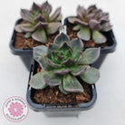 Echeveria 'Red Prince'