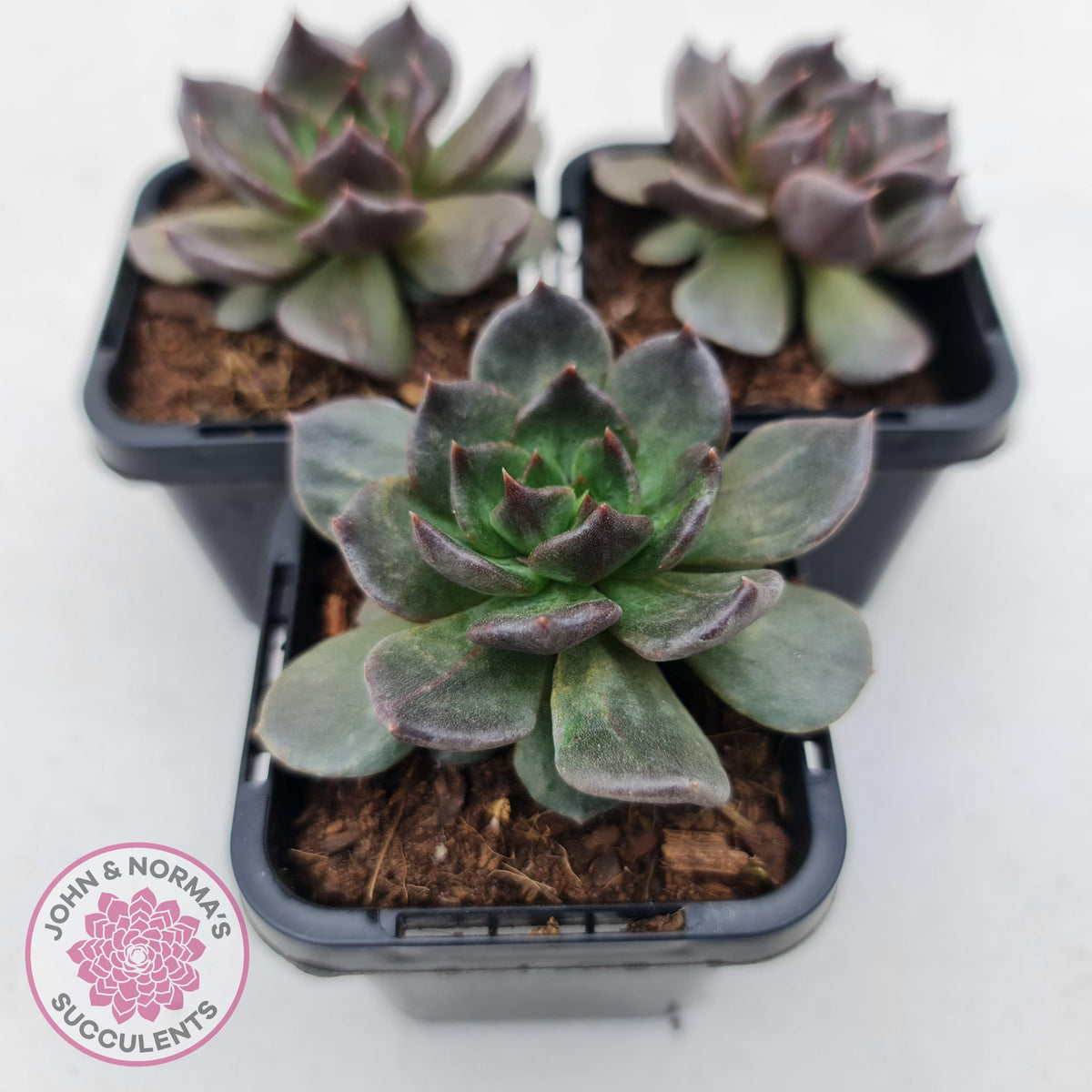 Echeveria 'Red Prince'