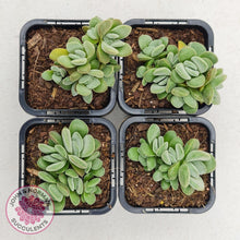 Load image into Gallery viewer, Crassula Fallwood - Multi Heads - John &amp; Norma&#39;s Succulents
