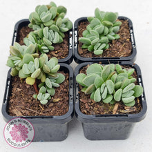 Load image into Gallery viewer, Crassula Fallwood - Multi Heads - John &amp; Norma&#39;s Succulents
