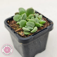 Load image into Gallery viewer, Crassula Fallwood - Multi Heads - John &amp; Norma&#39;s Succulents
