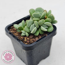 Load image into Gallery viewer, Crassula Fallwood - Multi Heads - John &amp; Norma&#39;s Succulents
