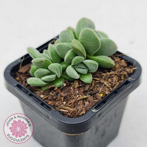 Crassula Fallwood - Multi Heads - John & Norma's Succulents