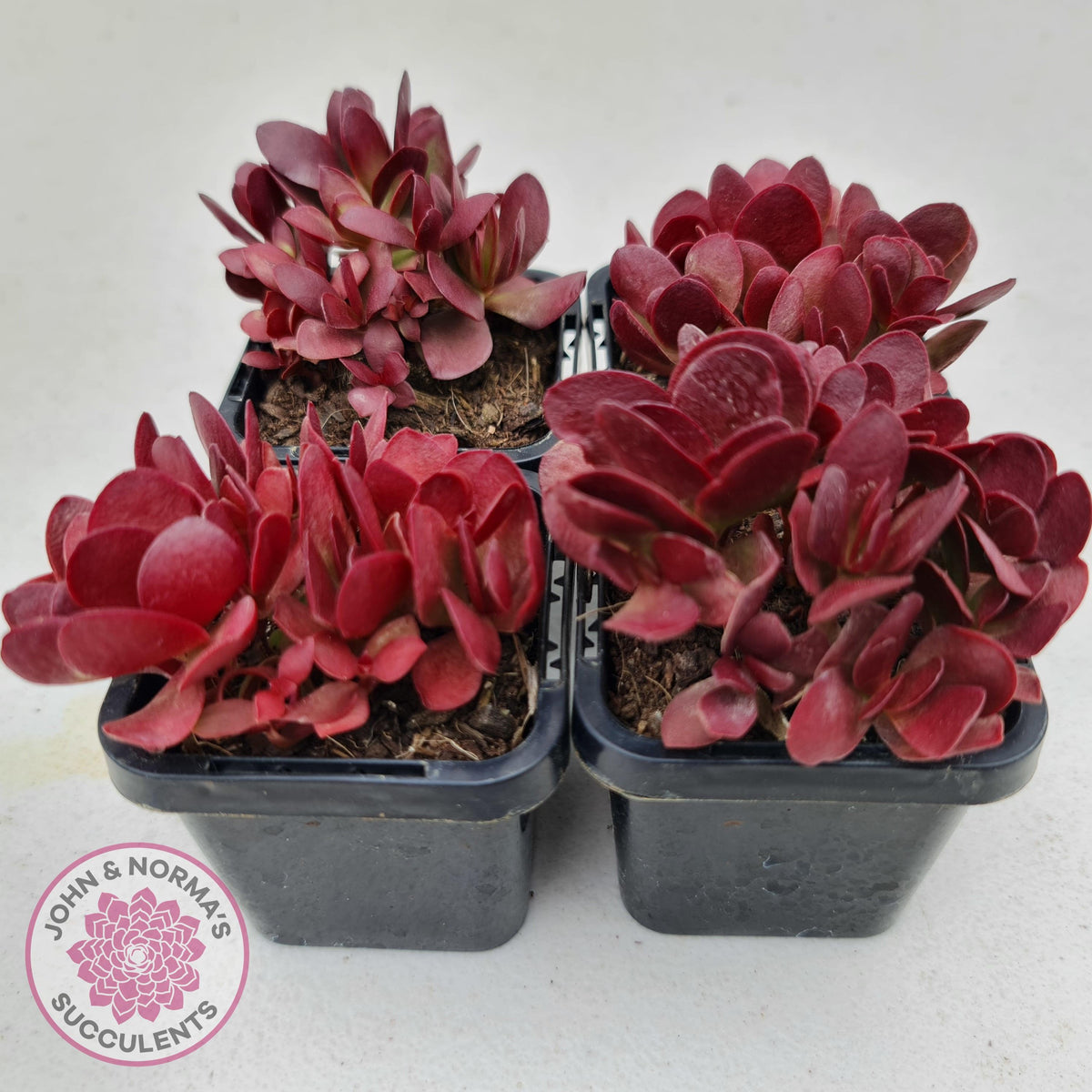 Crassula atropurpurea