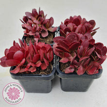 Load image into Gallery viewer, Crassula atropurpurea - John &amp; Norma&#39;s Succulents
