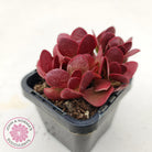 Crassula atropurpurea