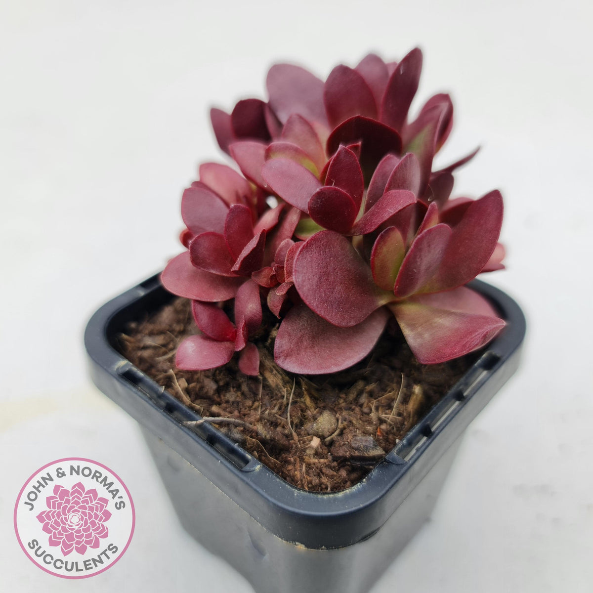 Crassula atropurpurea