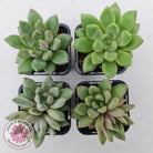 Pachyveria Rough