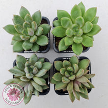 Load image into Gallery viewer, Pachyveria Rough - John &amp; Norma&#39;s Succulents
