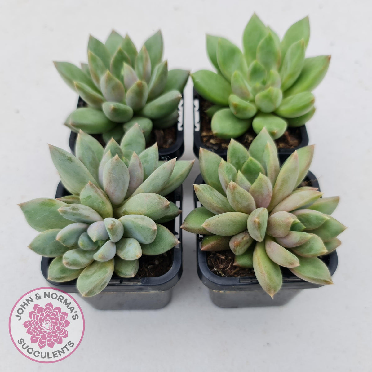 Pachyveria Rough