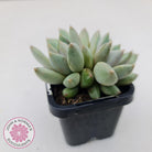 Pachyveria Rough