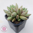 Pachyveria Rough
