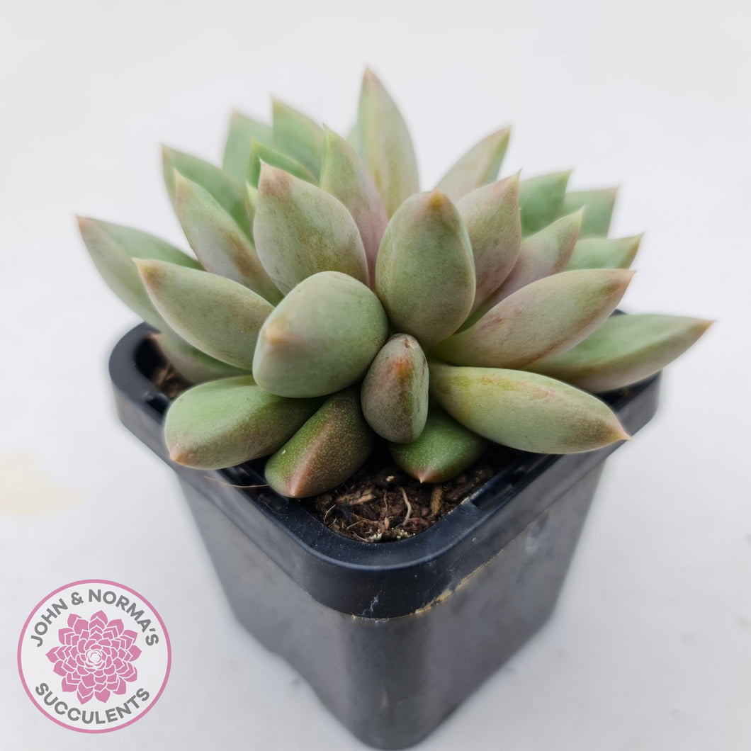 Pachyveria Rough - John & Norma's Succulents