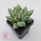 Pachyveria Rough