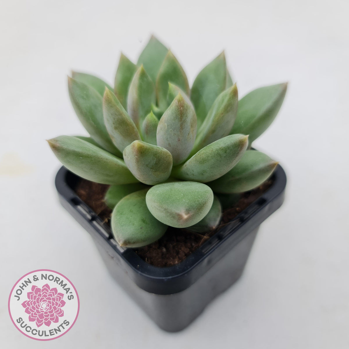 Pachyveria Rough