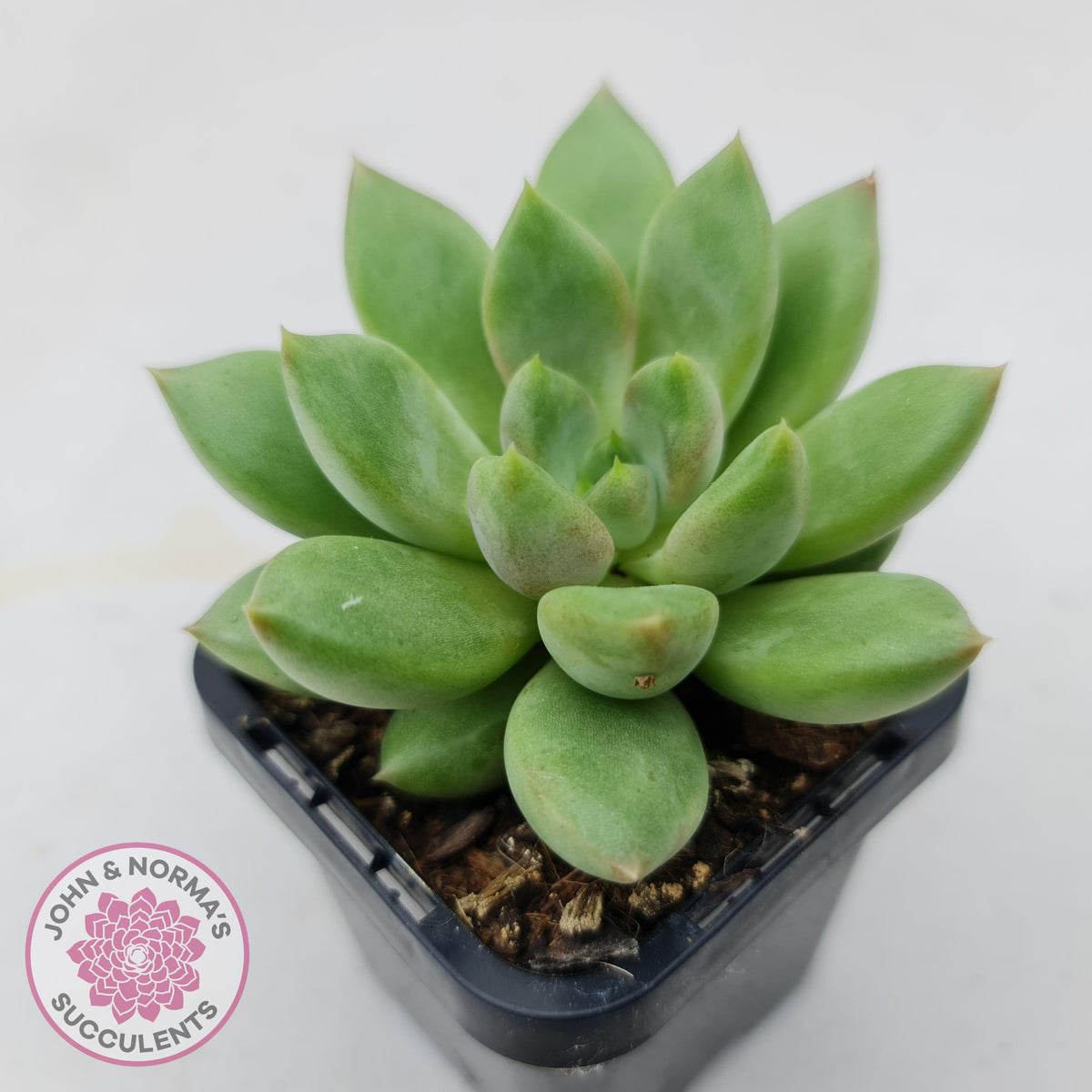 Pachyveria Rough