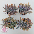 Graptoveria Fred Ives Crest - 100mm Large