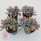 Graptoveria Fred Ives Crest - 100mm Large