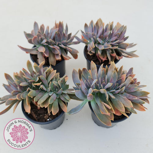Graptoveria Fred Ives Crest - 100mm Large - John & Norma's Succulents