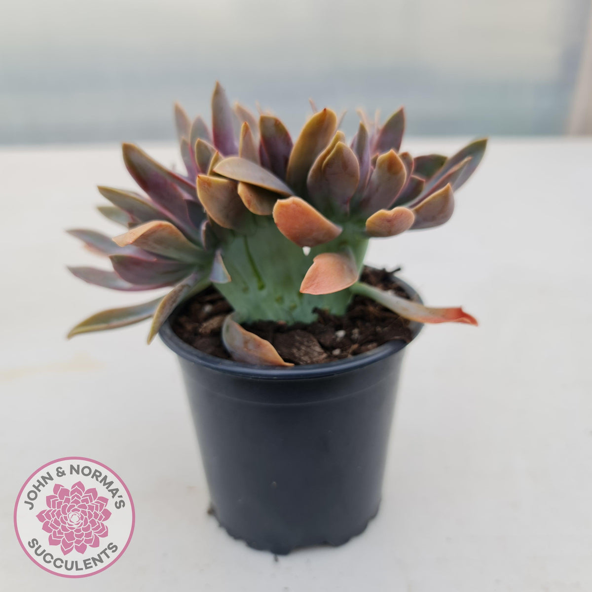 Graptoveria Fred Ives Crest - 100mm Large