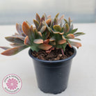 Graptoveria Fred Ives Crest - 100mm Large