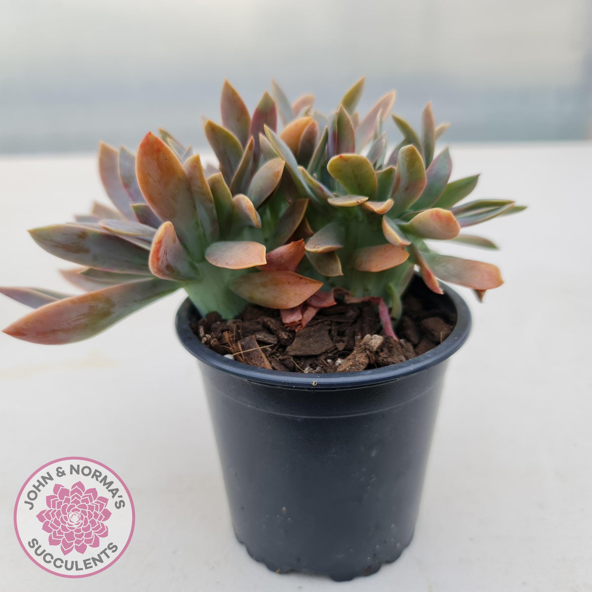Graptoveria Fred Ives Crest - 100mm Large