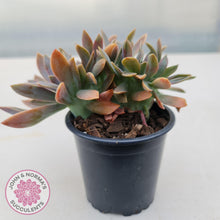 Load image into Gallery viewer, Graptoveria Fred Ives Crest - 100mm Large - John &amp; Norma&#39;s Succulents
