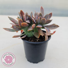 Load image into Gallery viewer, Graptoveria Fred Ives Crest - 100mm Large - John &amp; Norma&#39;s Succulents
