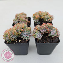 Load image into Gallery viewer, Echeveria Bradburyana Crest - John &amp; Norma&#39;s Succulents
