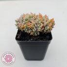 Echeveria Bradburyana Crest
