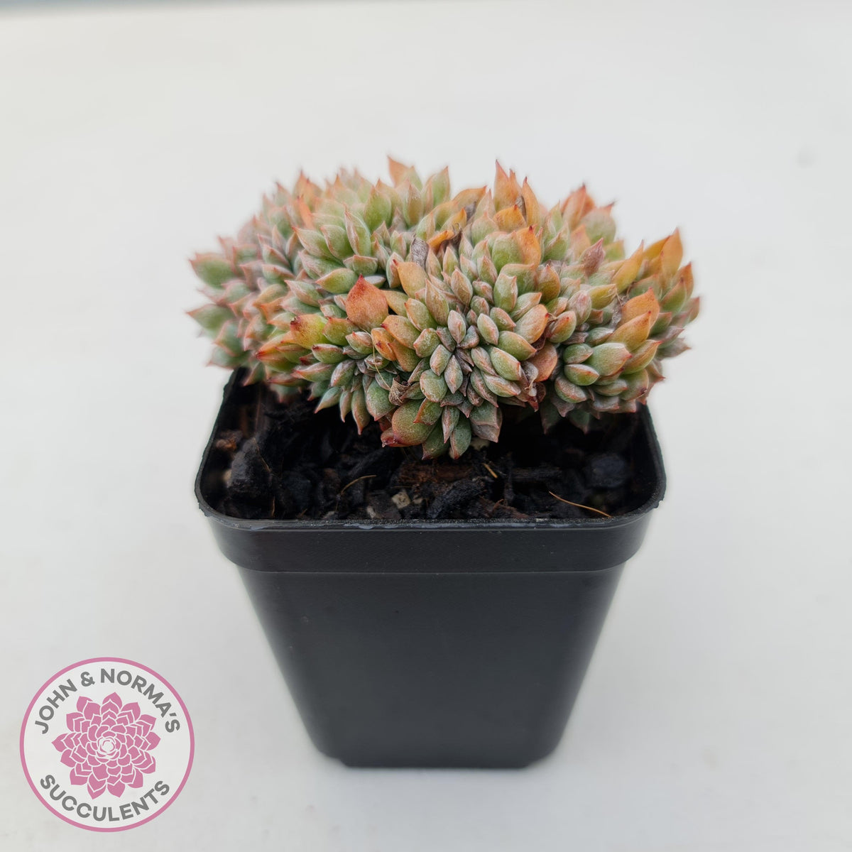 Echeveria Bradburyana Crest