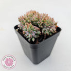 Echeveria Bradburyana Crest