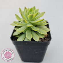 Load image into Gallery viewer, Sedeveria Markus Gold Variegation - John &amp; Norma&#39;s Succulents
