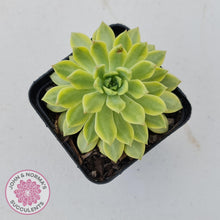 Load image into Gallery viewer, Sedeveria Markus Gold Variegation - John &amp; Norma&#39;s Succulents
