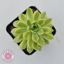 Load image into Gallery viewer, Sedeveria Markus Gold Variegation - John &amp; Norma&#39;s Succulents
