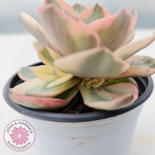 Load image into Gallery viewer, Echeveria Suyon Variegated - John &amp; Norma&#39;s Succulents
