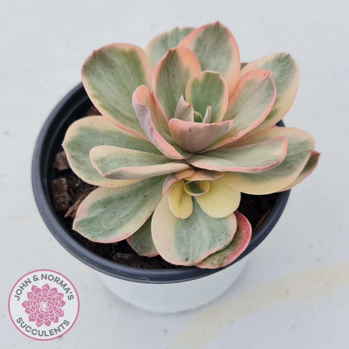 Echeveria Suyon White Variegated