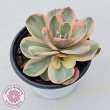 Load image into Gallery viewer, Echeveria Suyon Variegated - John &amp; Norma&#39;s Succulents
