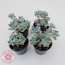 Load image into Gallery viewer, Sedum Comic Tom - Multi Heads - John &amp; Norma&#39;s Succulents
