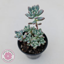 Load image into Gallery viewer, Sedum Comic Tom - Multi Heads - John &amp; Norma&#39;s Succulents
