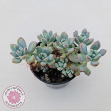 Load image into Gallery viewer, Sedum Comic Tom - Multi Heads - John &amp; Norma&#39;s Succulents
