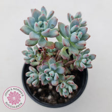 Load image into Gallery viewer, Sedum Comic Tom - Multi Heads - John &amp; Norma&#39;s Succulents
