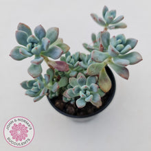 Load image into Gallery viewer, Sedum Comic Tom - Multi Heads - John &amp; Norma&#39;s Succulents
